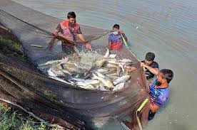 Diploma in Fishery & Fisheries